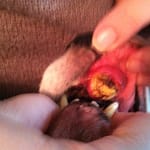 DesiTooth (1)