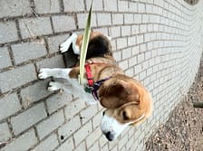 Ranger on Walk
