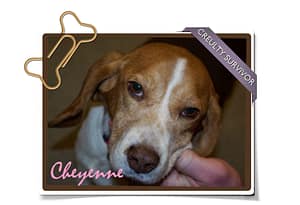 cheyenne-main2