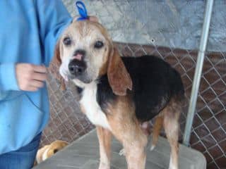 Beagles, Bastards & Angels