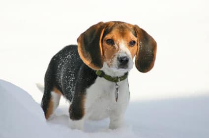 Cold Weather Tips