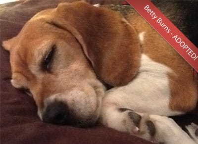Betty: Learning to See With Your Heart