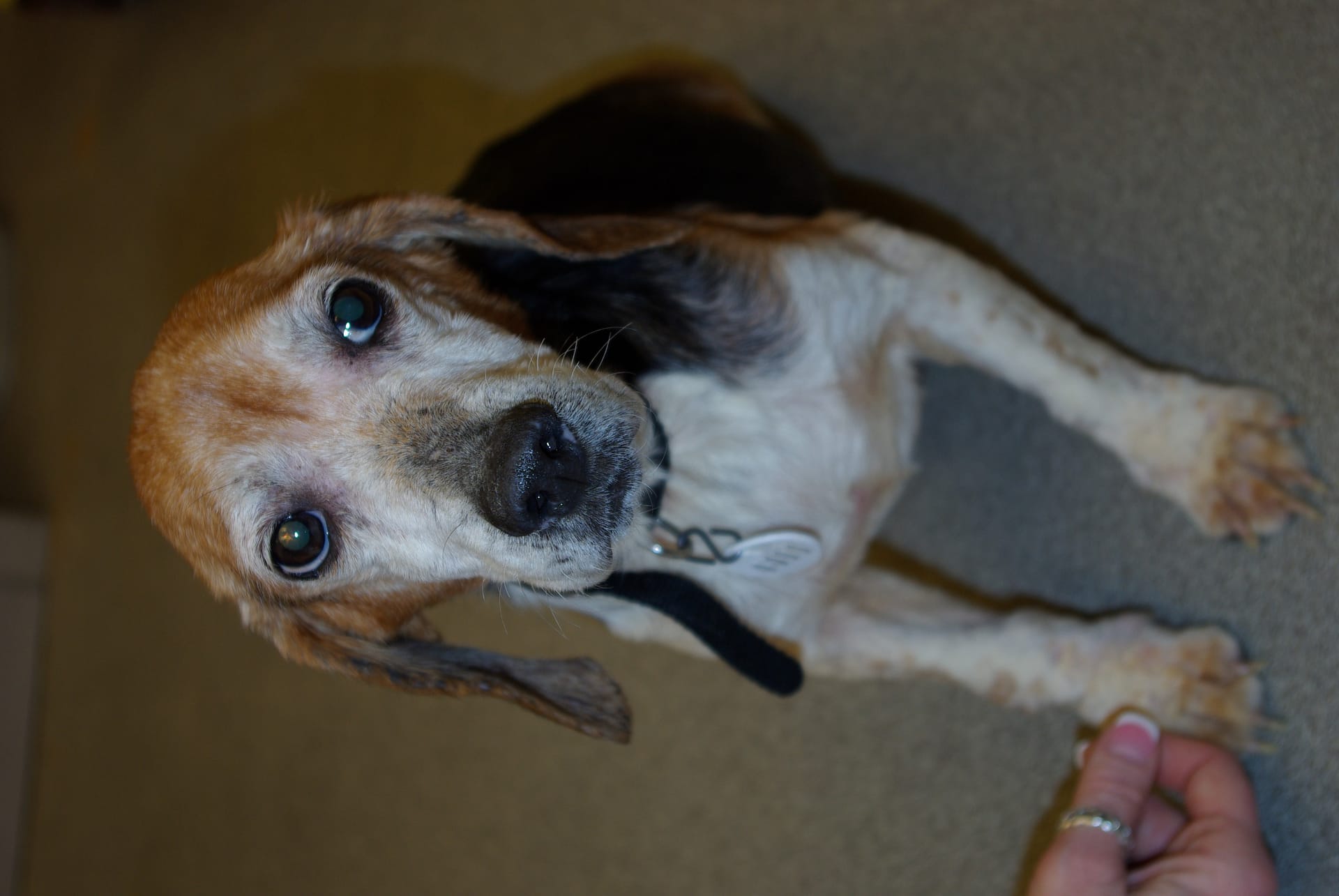 Cruelty case: 9 beagles