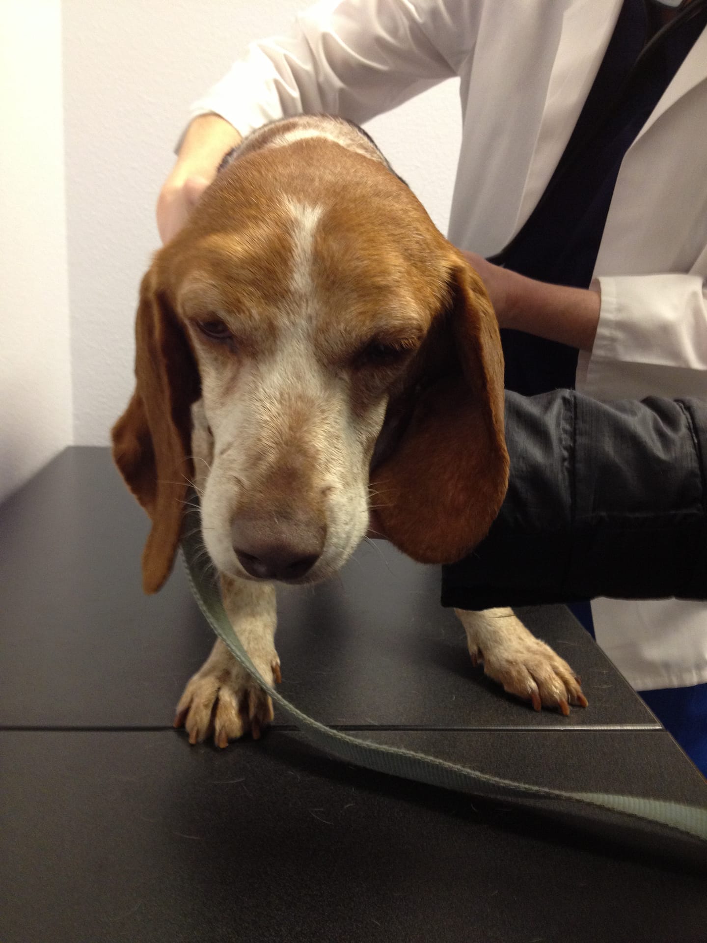 Nutmeg vs. Harness….Harness wins.