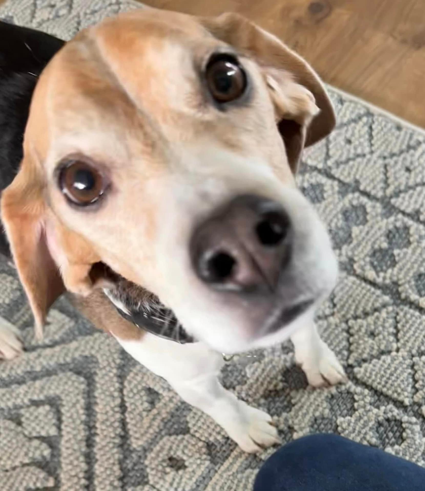 Boomer – Adopted!!