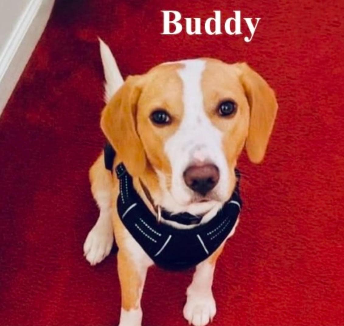 Buddy – 1.5 yr Male **ADOPTED**