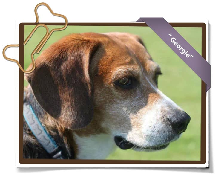 Georgie – Adopted!