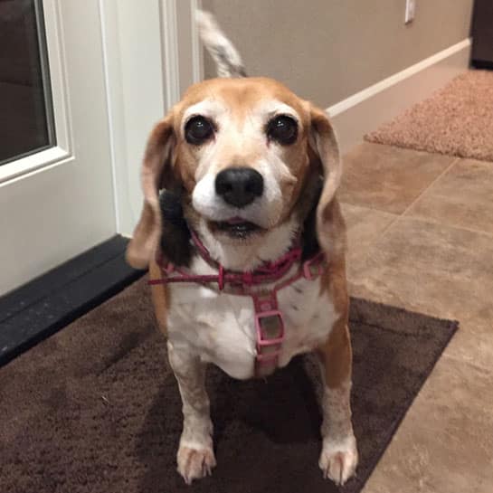 Daisy – Adopted!