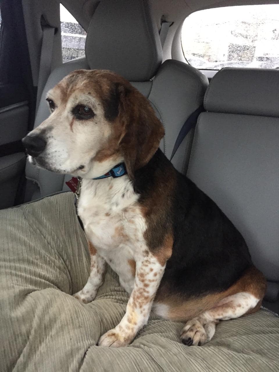 For the Love of Cooper