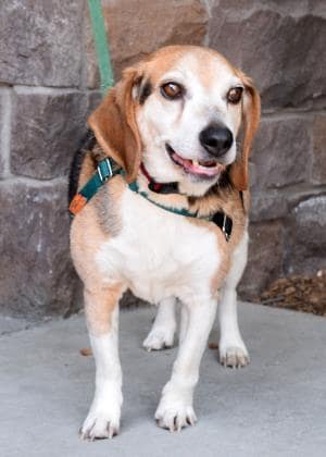 Pilot – Adopted!