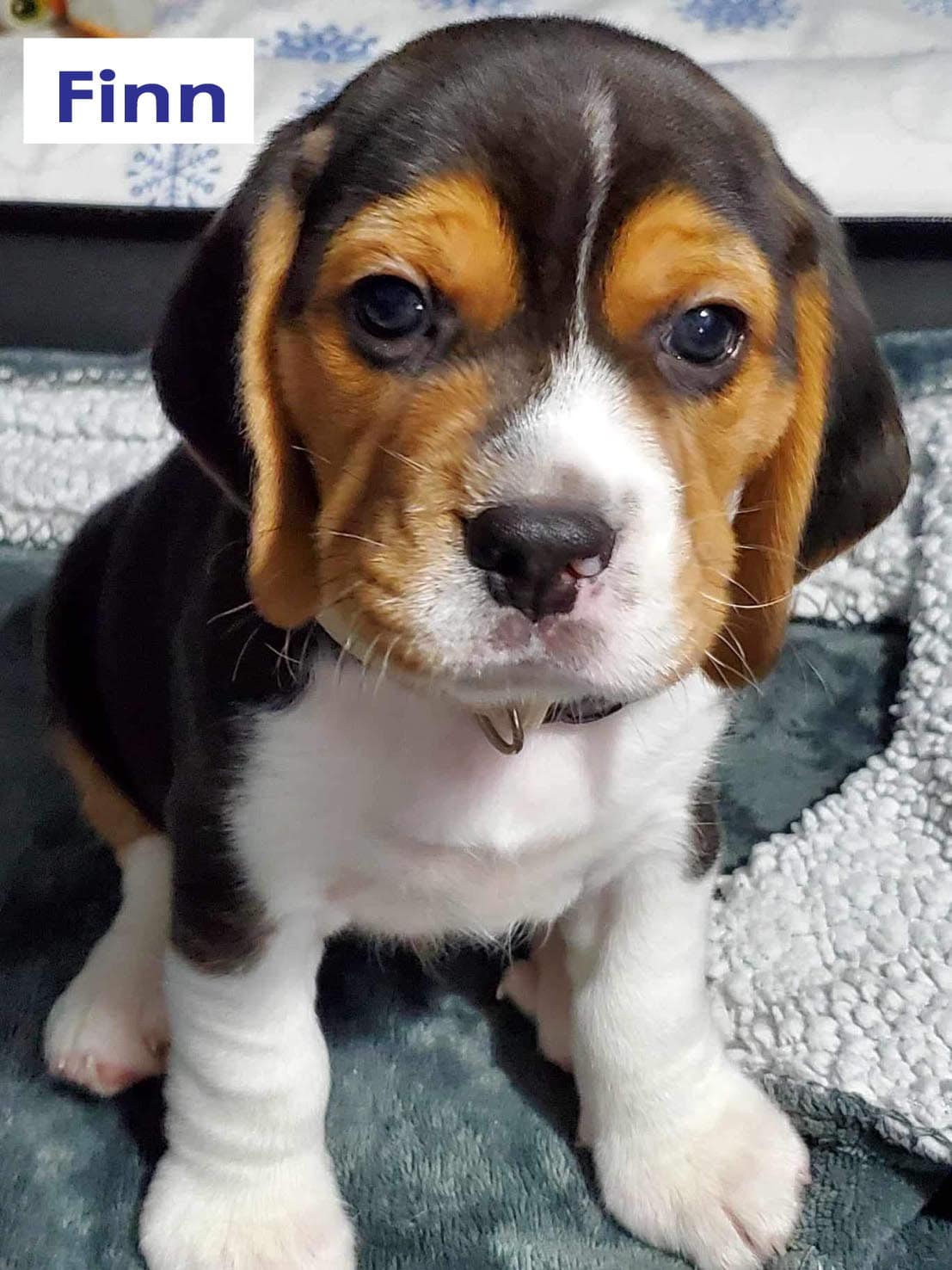Finn – ADOPTED – Cascade Beagle Rescue, image size:1107x1476